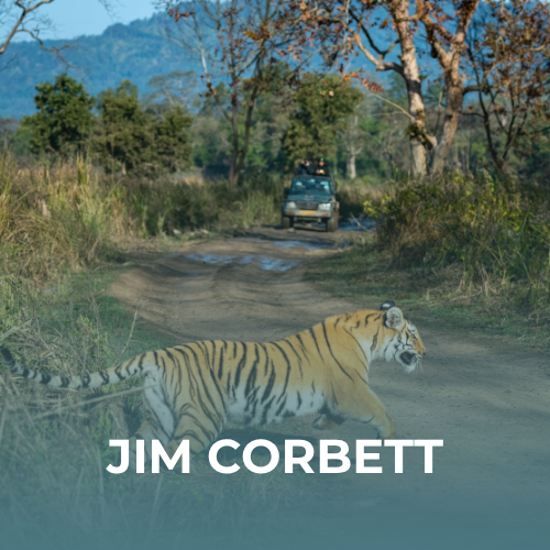 Jim Corbett Package